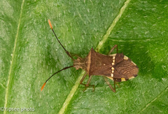 Cletomorpha benita