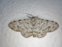 Biston abruptaria
