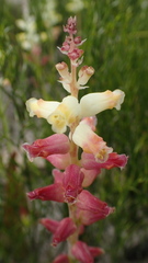 Lachenalia cernua