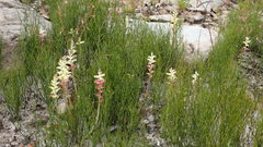Lachenalia cernua