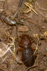 Eocarterus amicorum