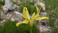 Moraea neglecta