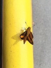 Cephrenes trichopepla