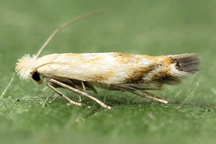 Bucculatrix noltei