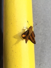 Cephrenes trichopepla