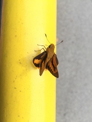 Cephrenes trichopepla