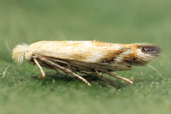 Bucculatrix noltei