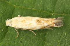 Bucculatrix noltei