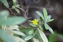 Hibbertia hexandra