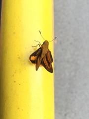 Cephrenes trichopepla