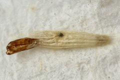 Bucculatrix noltei
