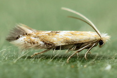 Bucculatrix noltei