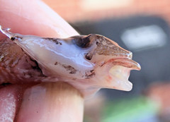 Synchiropus calauropomus