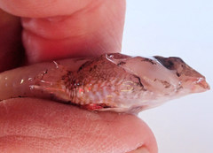 Synchiropus calauropomus