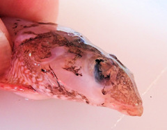 Synchiropus calauropomus