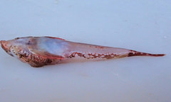 Synchiropus calauropomus