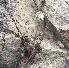 Sanguisorbinae