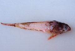 Synchiropus calauropomus