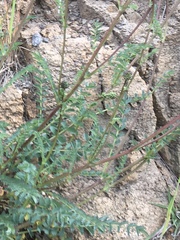 Sanguisorbinae