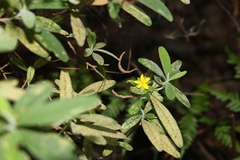 Hibbertia hexandra