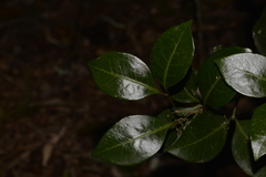Rhysotoechia bifoliolata