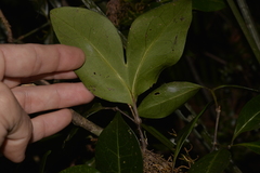 Rhysotoechia bifoliolata