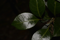 Rhysotoechia bifoliolata