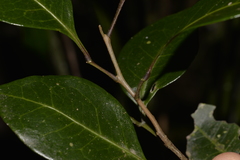 Rhysotoechia bifoliolata