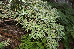 Hibbertia hexandra