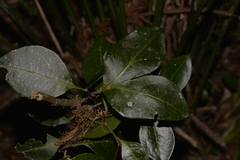 Rhysotoechia bifoliolata