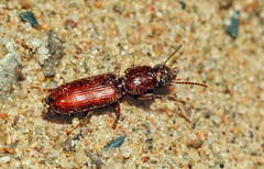 Clivina ypsilon