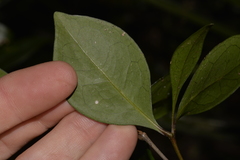 Rhysotoechia bifoliolata