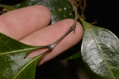 Rhysotoechia bifoliolata