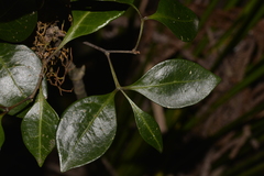 Rhysotoechia bifoliolata