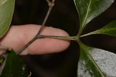 Rhysotoechia bifoliolata