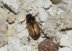 Bodilus lugens
