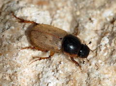 Aphodaulacus turkestanicus
