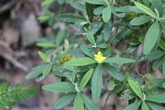 Hibbertia hexandra