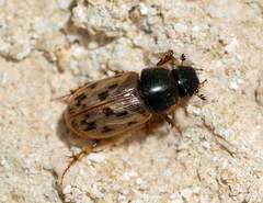 Aphodaulacus turkestanicus