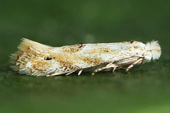Bucculatrix bechsteinella