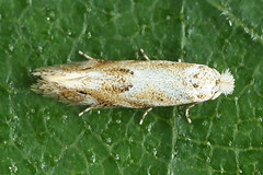 Bucculatrix bechsteinella
