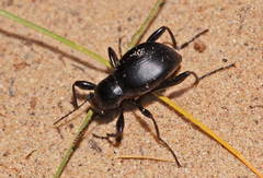 Tagona macrophthalma