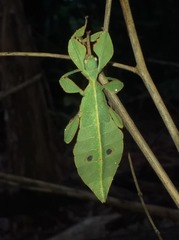 Cryptophyllium