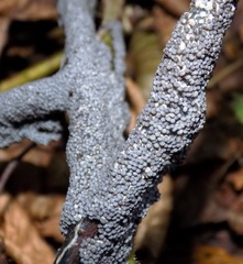 Cribraria argillacea