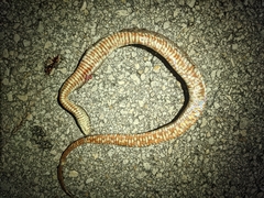 Nerodia fasciata × clarkii