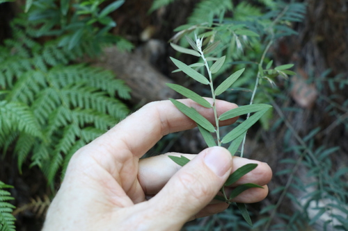 Image of Bossiaea rupicola by (c) Greg Tasney, some rights reserved (CC BY-SA)