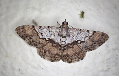 Dorsifulcrum bicolor