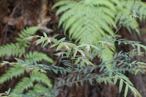 Image of Bossiaea rupicola by (c) Greg Tasney, some rights reserved (CC BY-SA)