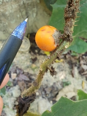 Solanum lasiocarpum
