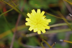 Microseris walteri